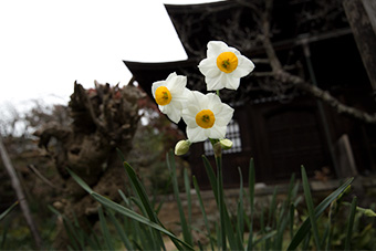 鎌倉　瑞泉寺の水仙