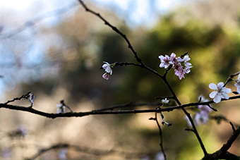 北鎌倉　東慶寺の冬桜
