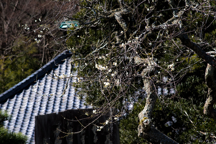 鎌倉　光則寺の梅