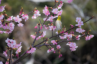 鎌倉　河津桜のメジロ