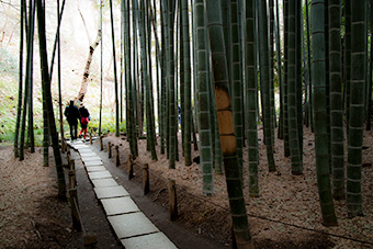 鎌倉　報国寺・竹の庭　