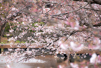 鎌倉　鶴岡八幡宮 源氏池の桜
