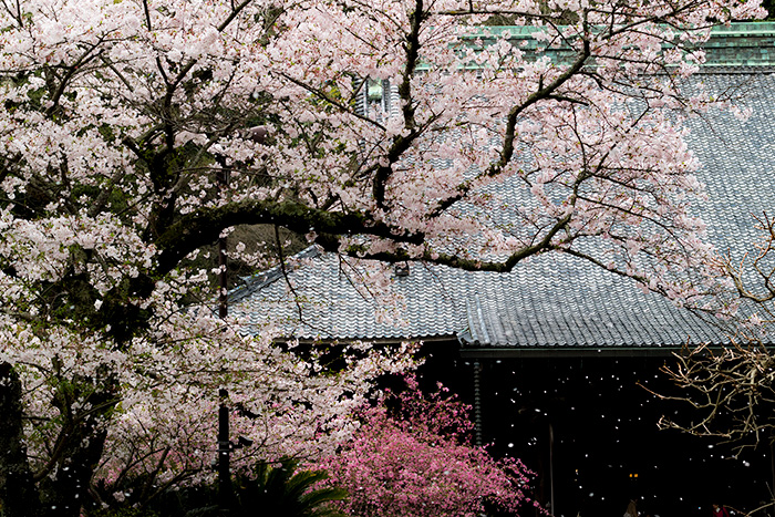 鎌倉　妙本寺の桜と海棠