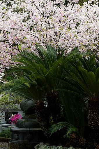 鎌倉　妙本寺のソテツと桜