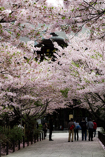 北鎌倉　建長寺の桜
