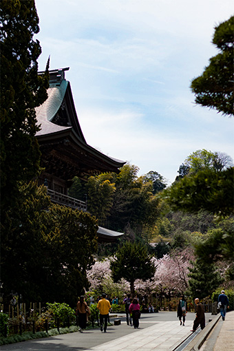 北鎌倉　建長寺の桜