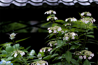 北鎌倉　東慶寺の紫陽花