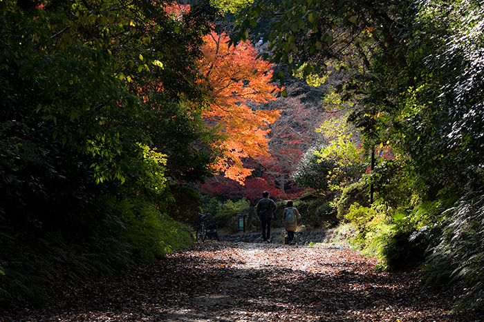 鎌倉　葛原岡神社の紅葉