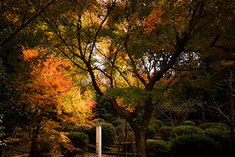 鎌倉　葛原岡神社の紅葉