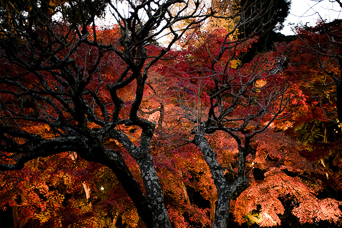 鎌倉　長谷寺の紅葉ライトアップ