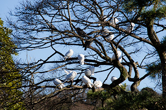 鎌倉　鶴岡八幡宮の白鳩