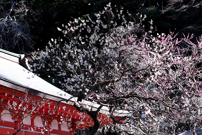 鎌倉　荏柄天神社の梅