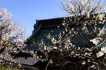 鎌倉　長谷寺の梅