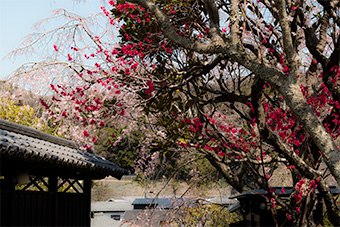 北鎌倉　東慶寺の緋桃と枝垂れ桜