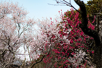 北鎌倉　東慶寺の緋桃と彼岸桜