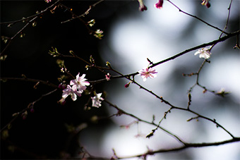 北鎌倉　東慶寺の十月桜