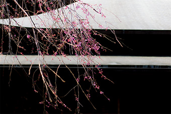 北鎌倉　東慶寺の枝垂れ桜