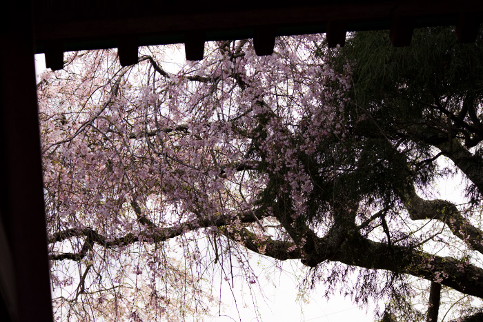 鎌倉　光則寺の枝垂れ桜