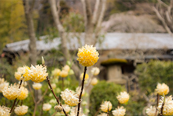 鎌倉　光則寺のミツマタ