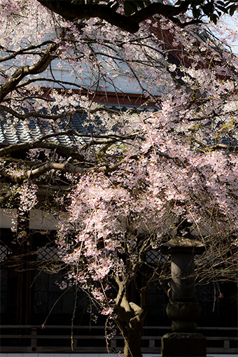 鎌倉　本覚寺の枝垂れ桜