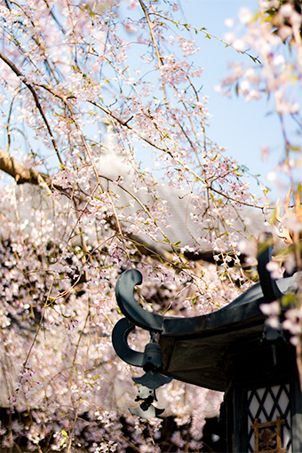 鎌倉　本覚寺の枝垂れ桜