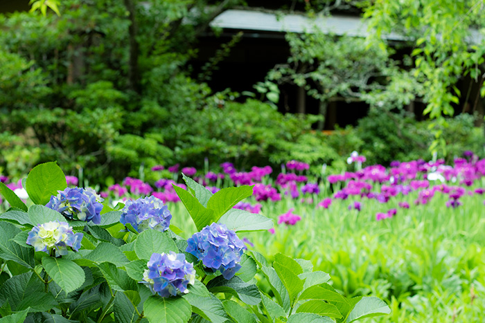 北鎌倉　東慶寺の紫陽花