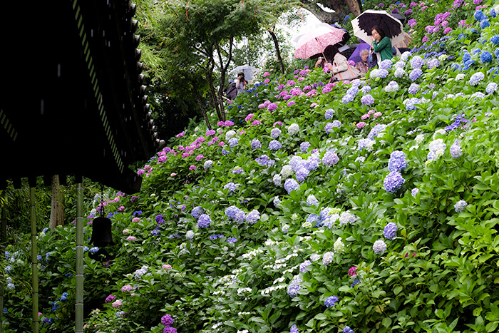 鎌倉　長谷寺の紫陽花