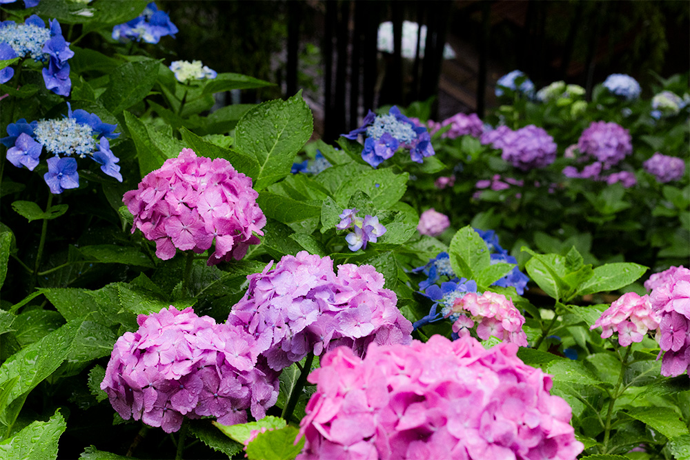 紫陽花はやっぱり雨の日がいいけれど 長谷寺 楽しい鎌倉