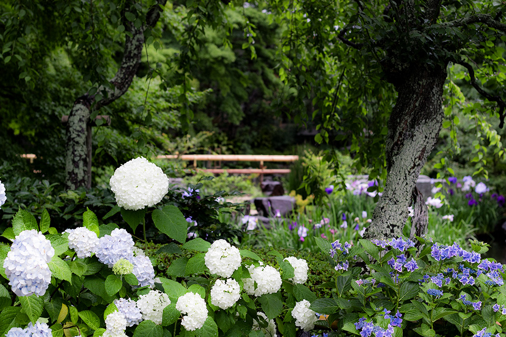 紫陽花はやっぱり雨の日がいいけれど…［長谷寺］｜楽しい鎌倉