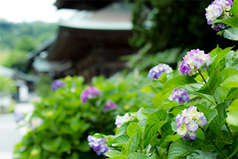 北鎌倉　建長寺の紫陽花