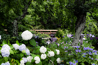鎌倉　長谷寺の紫陽花