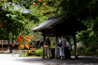 鎌倉　妙本寺のノウゼンカズラ