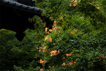 鎌倉　妙本寺のノウゼンカズラ