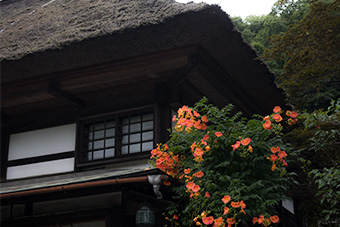 鎌倉　海蔵寺のノウゼンカズラ