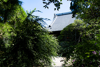鎌倉　宝戒寺の萩