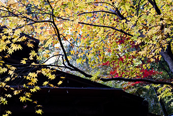 鎌倉　報国寺の紅葉