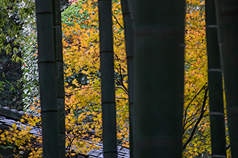 鎌倉　報国寺の紅葉