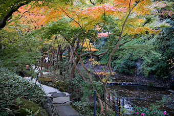 鎌倉　一条恵観山荘「紅葉の小径」