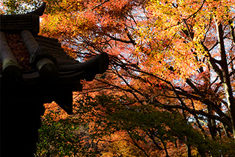 鎌倉　瑞泉寺の紅葉