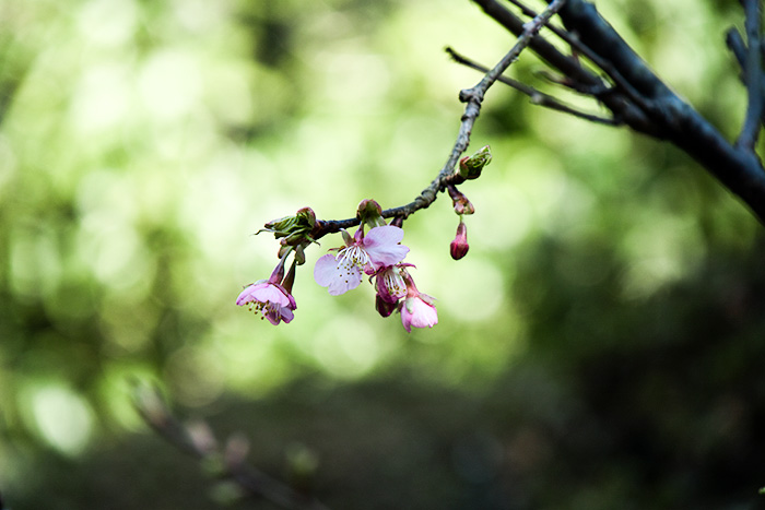 鎌倉　英勝寺の桜