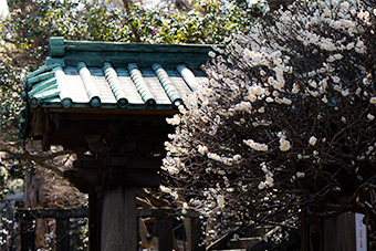 鎌倉　英勝寺の梅
