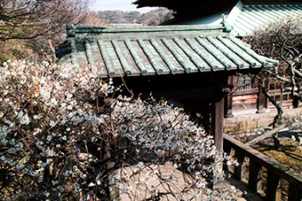 鎌倉　英勝寺の梅