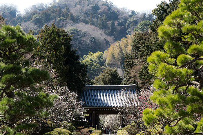 鎌倉　浄妙寺