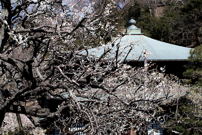鎌倉　瑞泉寺の梅