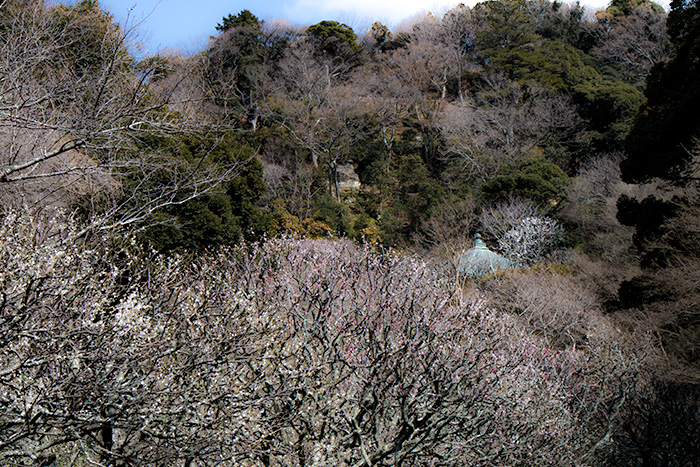 鎌倉　瑞泉寺の梅林