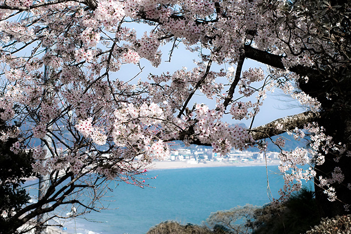 鎌倉　成就院の桜と海