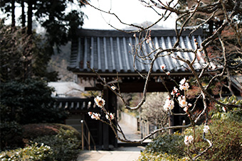 鎌倉　浄妙寺の梅