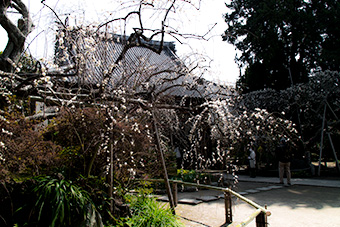 鎌倉　宝戒寺の枝垂れ梅