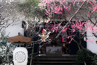 鎌倉　宝戒寺の梅