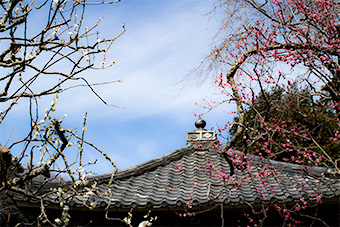 鎌倉　瑞泉寺の梅